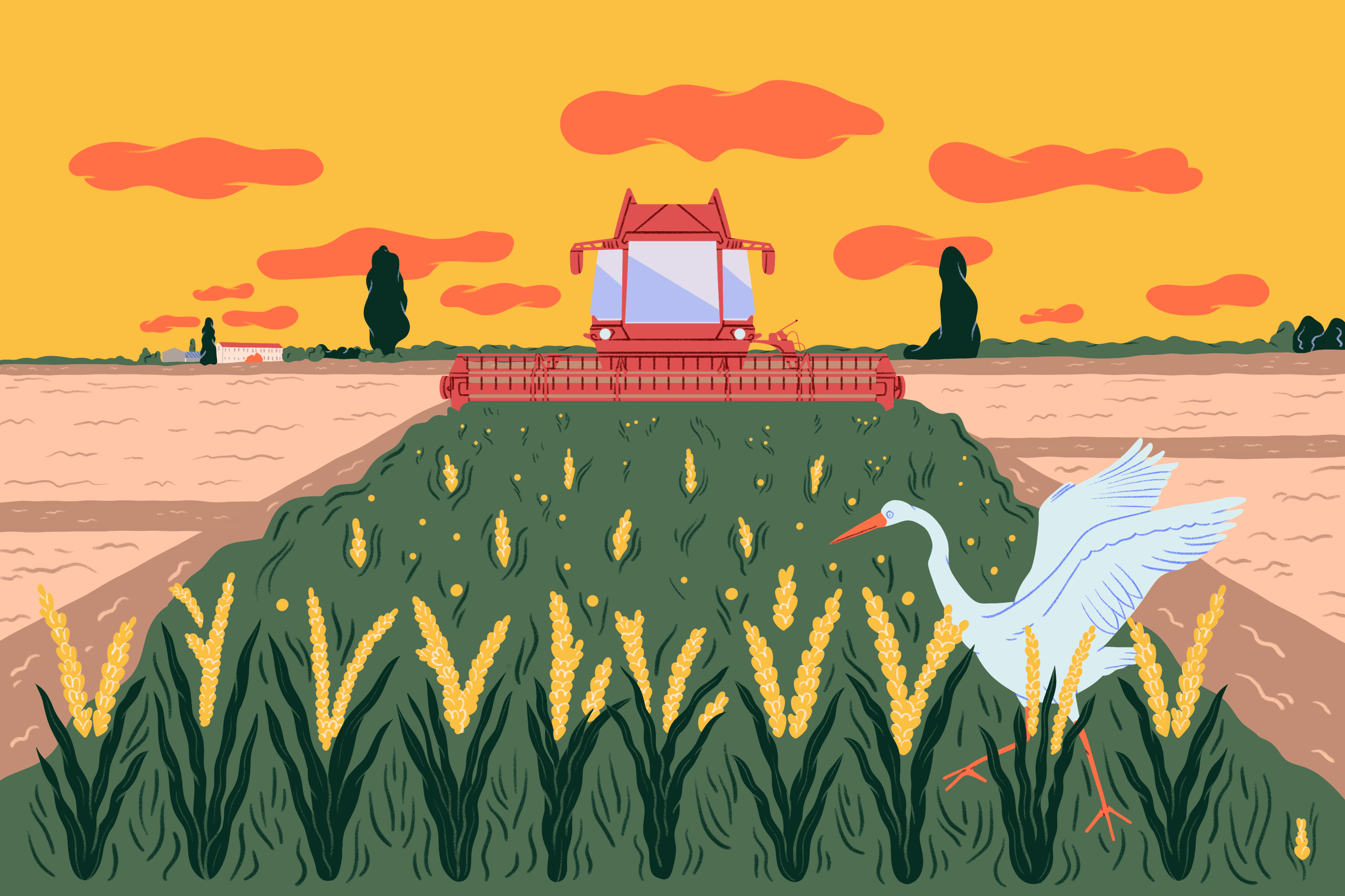 Campo di grano con una mietitrice in azione e un airone bianco in primo piano.